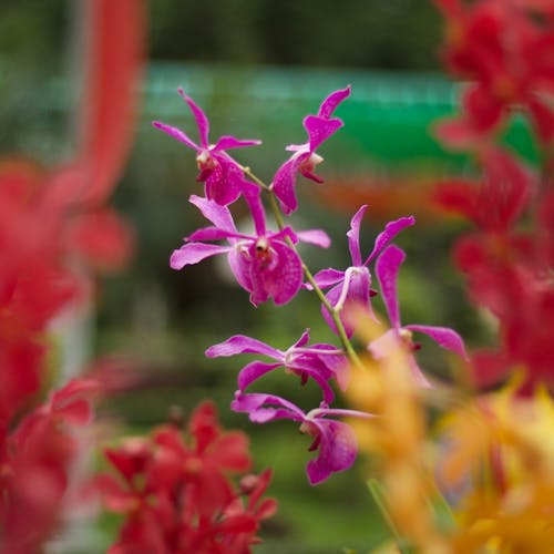 Orquídeas elegantes para regalo Lima - Blume Boutique Floral
