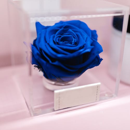 Flores preservadas de larga duración - Blume Boutique Floral